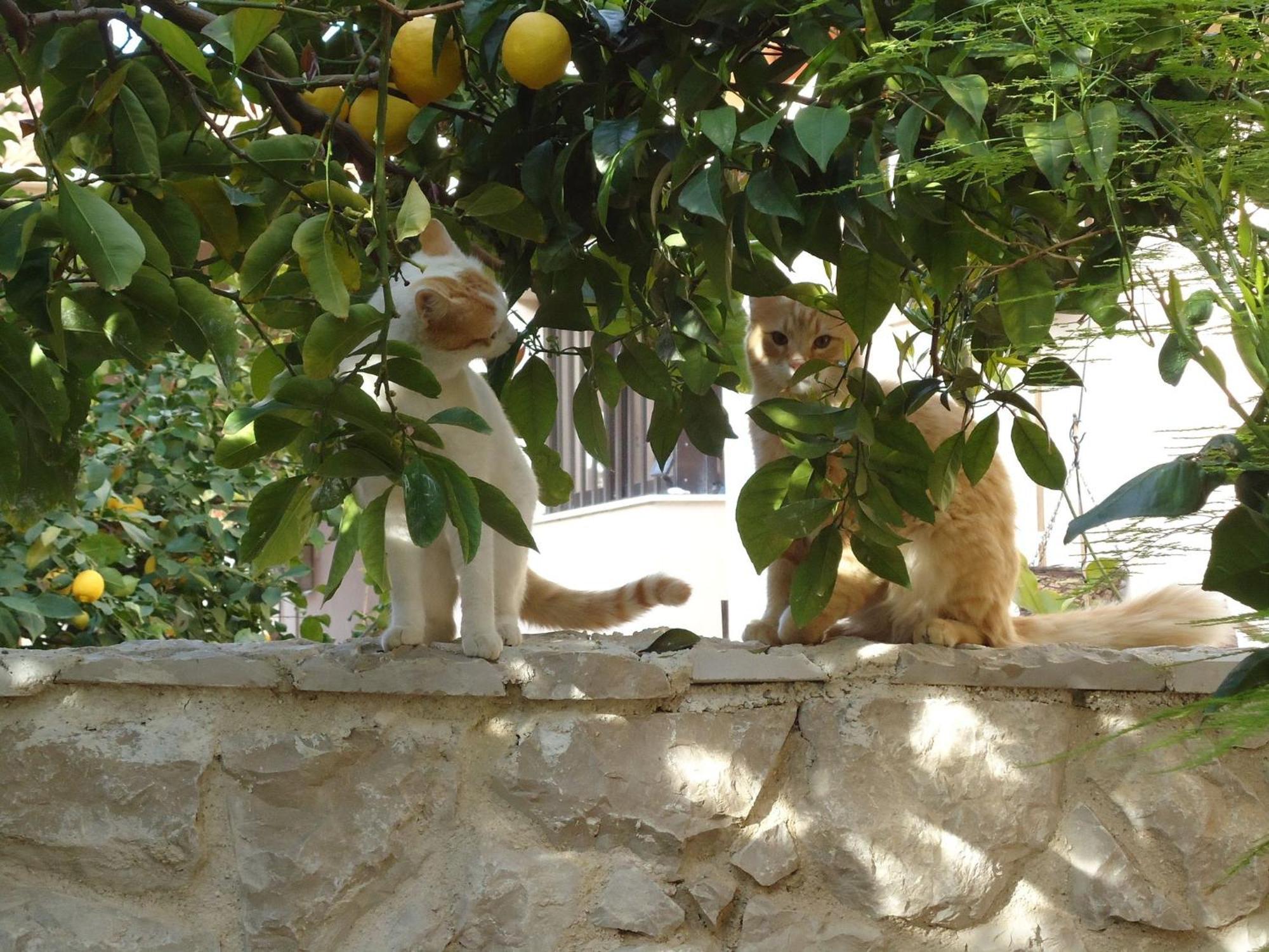 Kiáton Sotiria Apartment מראה חיצוני תמונה